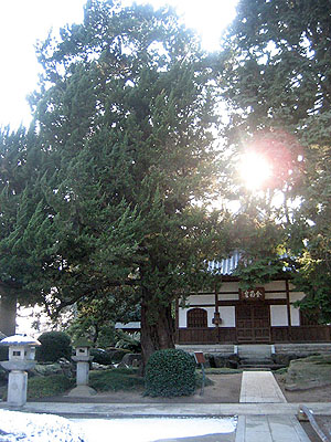 長徳寺のビャクシン